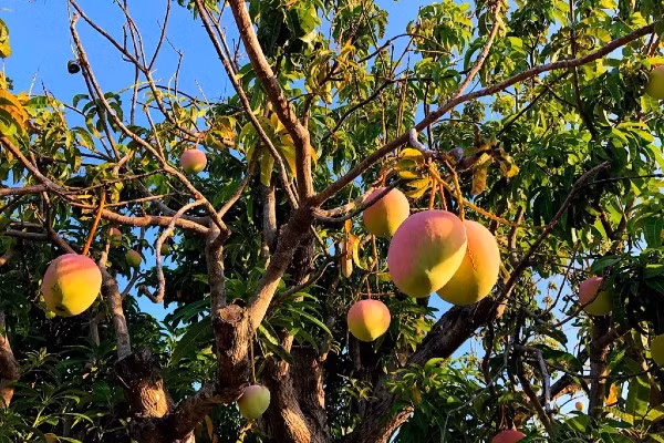 Theo tiết lộ, đây là cây xoài cổ thụ được chủ nhân chụp tại huyện Cam Lâm, tỉnh Khánh Hòa. Ảnh: Facebook