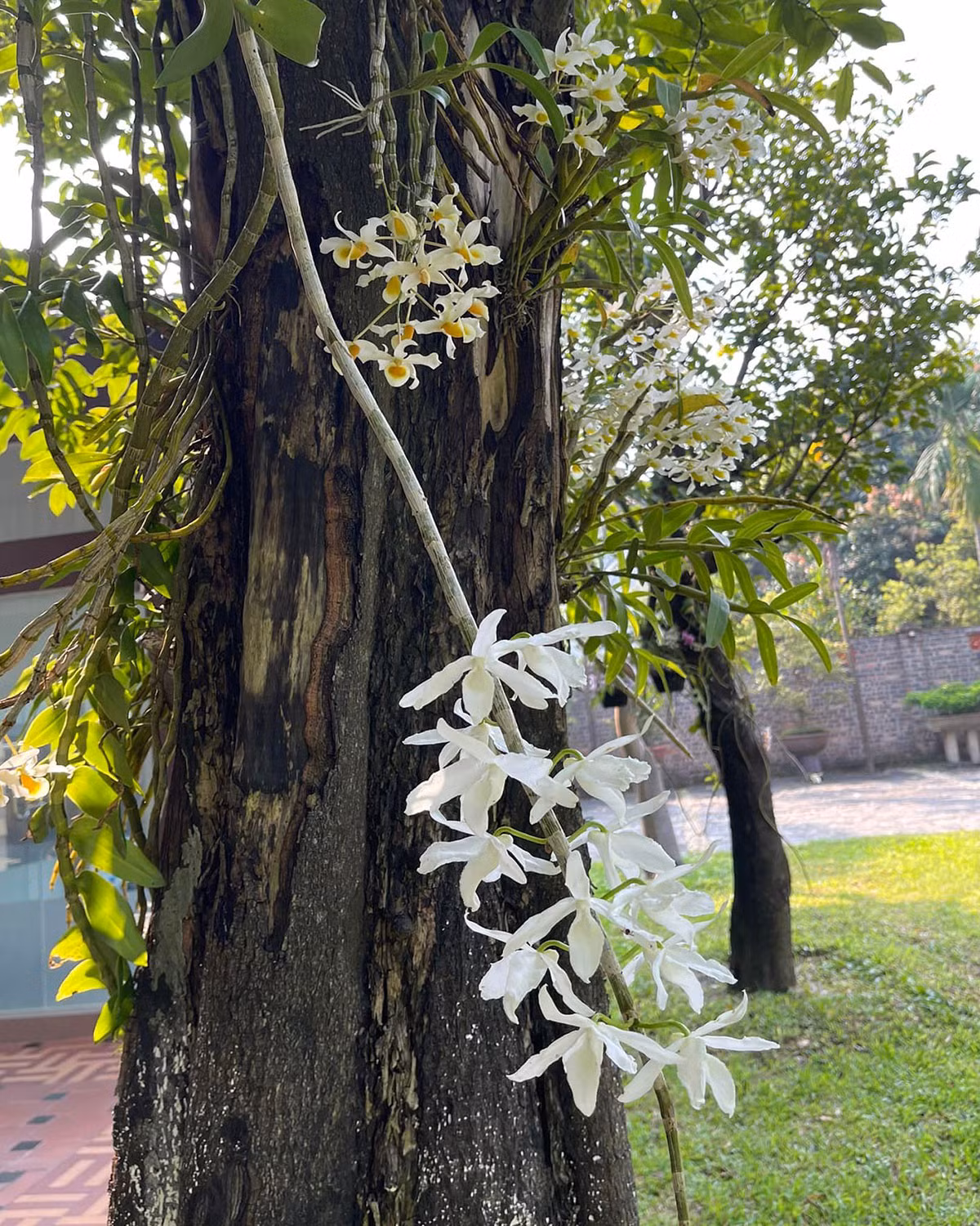 Phong lan trắng đẹp tinh khôi. Ảnh: FBNV