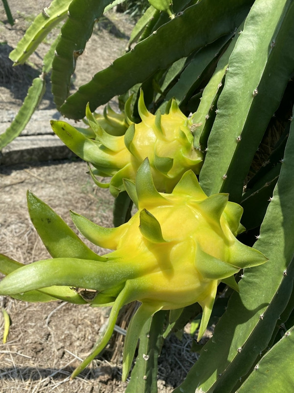 Đáng chú ý, thanh long vàng có thời điểm được săn lùng lên tới 600.000 đồng - 800.000 đồng/kg. Ảnh: Fruit95