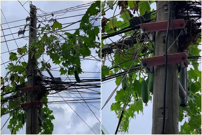 Sau nhiều ngày chăm sóc, cây bí bỗng leo lên cột điện rồi đậu quả lủng lẳng tít trên ngọn khiến gia chủ chỉ biết "than trời". Ảnh: Facebook