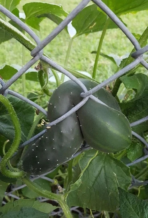 Bao nhiêu chỗ thoáng đẹp không mọc, quả dưa chuột lại chui vào đây? Ảnh: Facebook