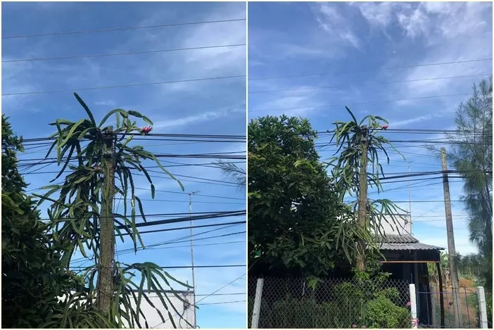 Chỉ vì vô tình cắm một nhánh thanh long ngoài bờ rào cũng có thể cho quả. Thế nhưng, hái được quả về ăn không phải điều dễ dàng. Ảnh: Facebook