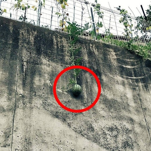 Kiểu mọc buông xuôi khiến gia chủ bất lực. Ảnh: Facebook