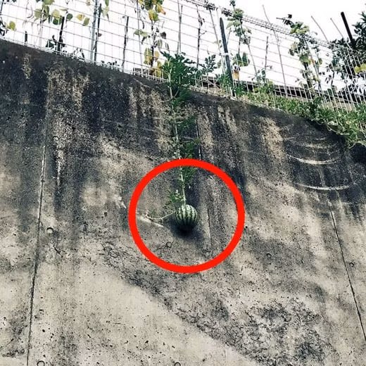 Kiểu mọc buông xuôi khiến gia chủ bất lực. Ảnh: Facebook