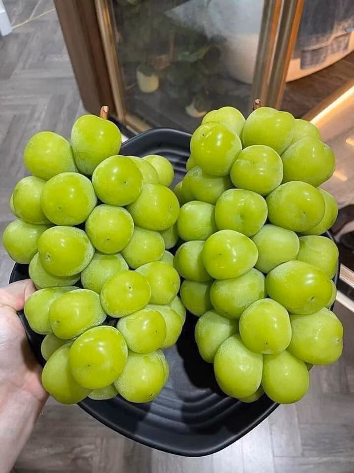 Dù giá nho sữa liên tục lao dốc nhưng không còn dễ bán. Thậm chí, nhiều sản phẩm trồng ở tỉnh Vân Nam và Tứ Xuyên vẫn chưa được tiêu thụ hết. Ảnh: Facebook