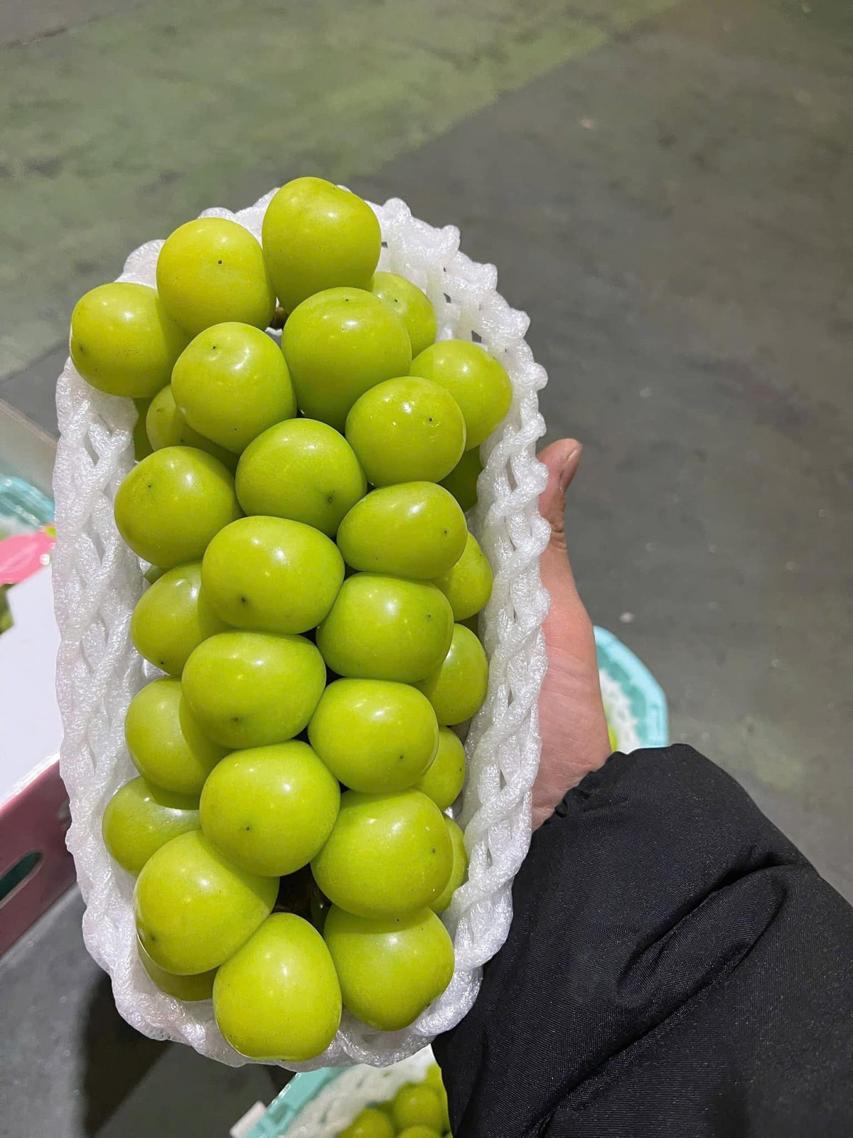 Năm 2006, nho sữa được du nhập vào Trung Quốc. Hơn 10 năm sau, giống nho này thực sự bùng nổ trên khắp Trung Quốc. Ảnh: Facebook