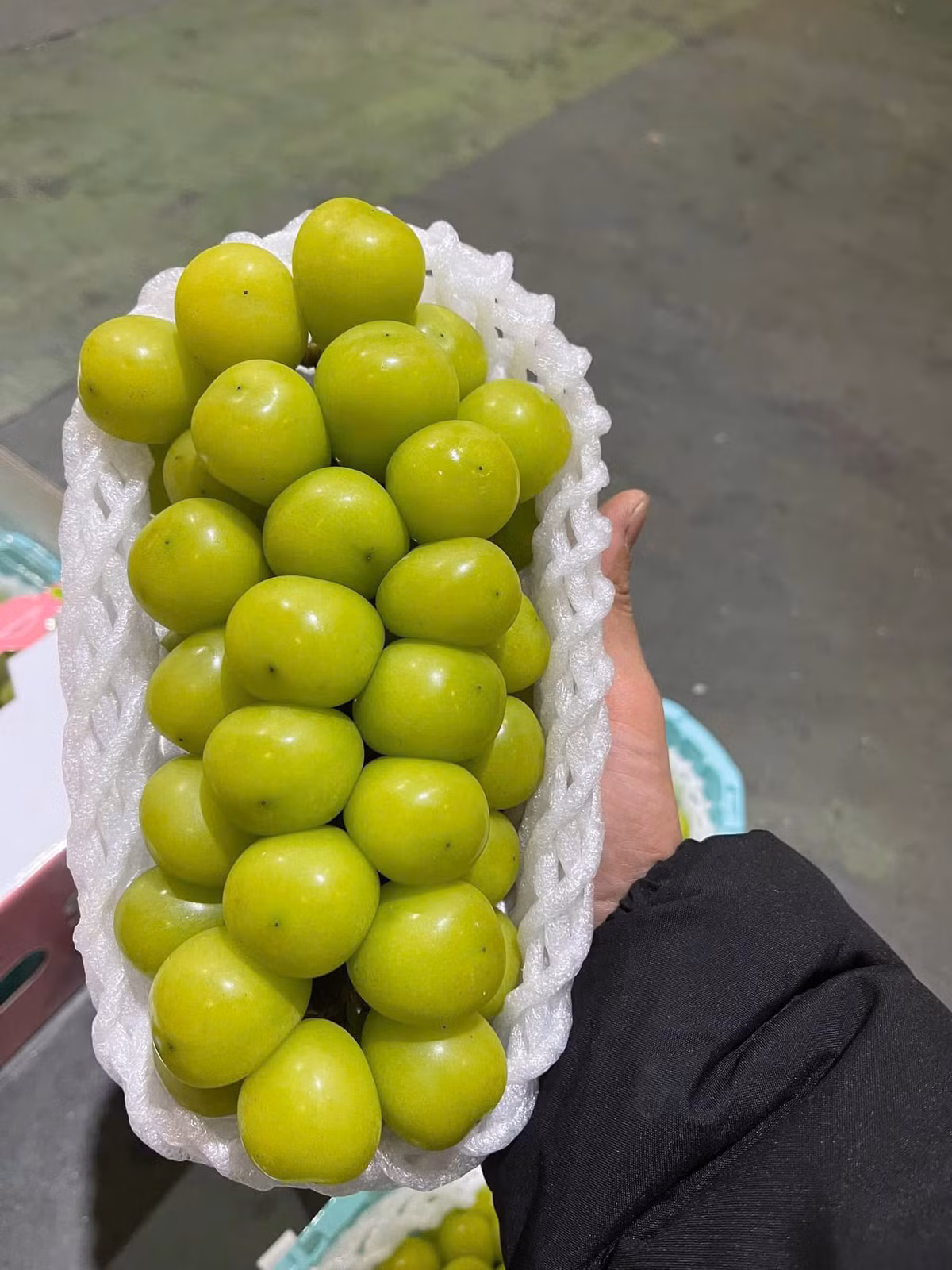 Năm 2006, nho sữa được du nhập vào Trung Quốc. Hơn 10 năm sau, giống nho này thực sự bùng nổ trên khắp Trung Quốc. Ảnh: Facebook