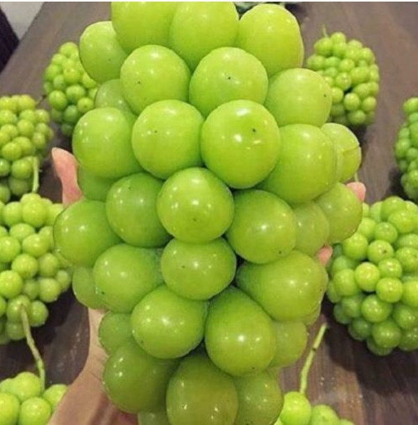 Nho sữa Nhật Bản có đặc điểm quả to, không hạt, cùi dày, độ ngọt cao, mùi thơm, vị ngọt đậm đà. Loại nho này về Việt Nam giá hơn 2 triệu đồng/kg. Ảnh: Ngocchaufruits