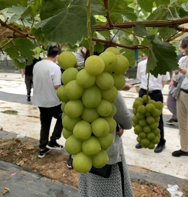 Theo Viện nghiên cứu cây ăn quả thuộc Viện Khoa học nông nghiệp Trung Quốc, tính đến năm 2020, diện tích trồng nho sữa ở Trung Quốc đạt 800.000 mẫu Anh, gấp khoảng 40 lần so với Nhật Bản. Năm 2023, diện tích trồng nho đã lên tới 1,2 triệu mẫu Anh, tương đương gần 500.000ha. Ảnh: VOV