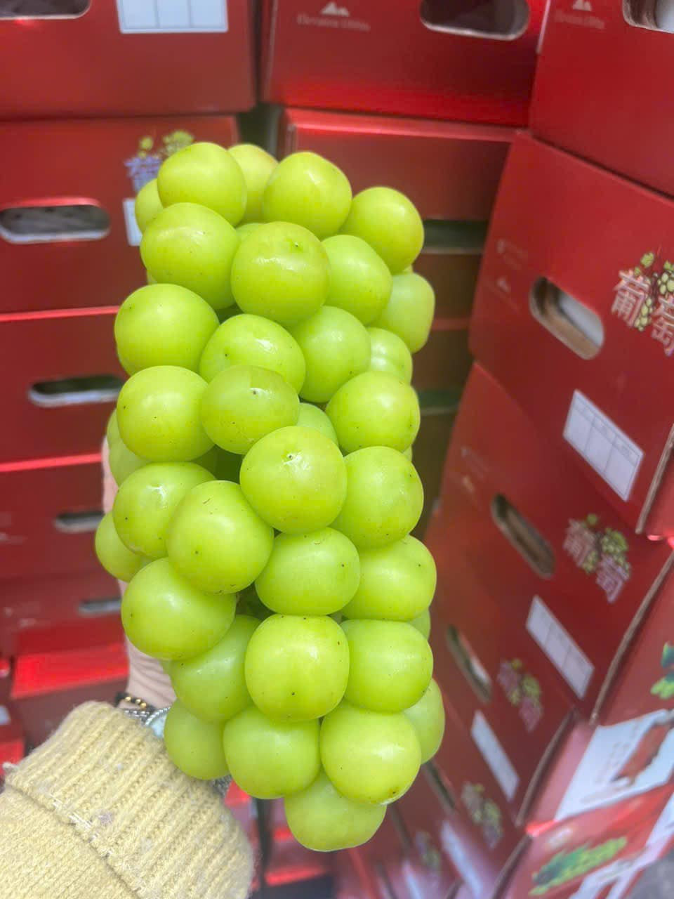 Điều này khiến trọng lượng trái nho sữa to hơn, năng suất cao hơn nhưng không còn mùi thơm đặc trưng. Ảnh: Facebook