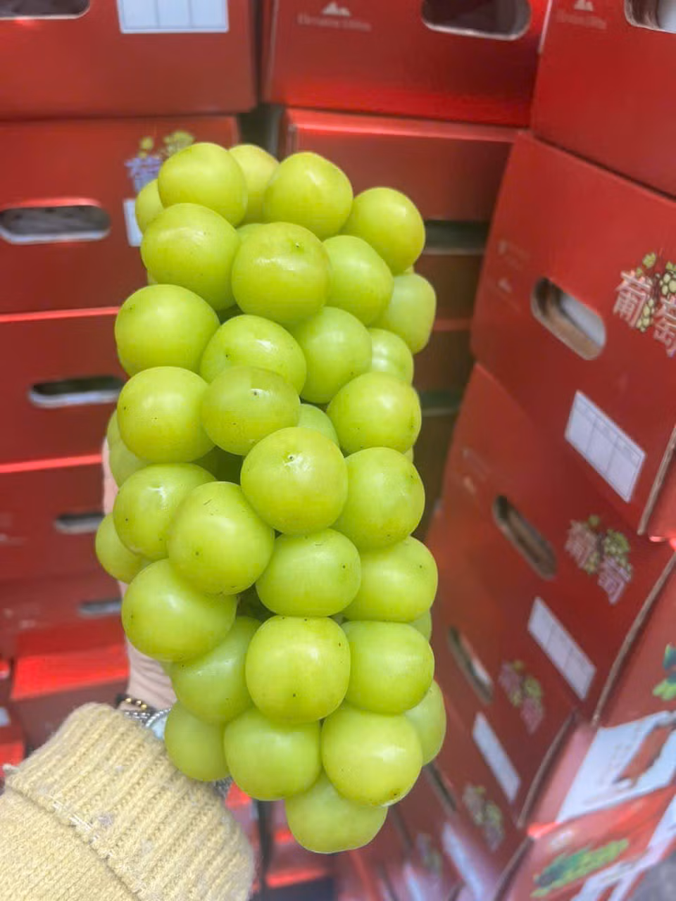 Điều này khiến trọng lượng trái nho sữa to hơn, năng suất cao hơn nhưng không còn mùi thơm đặc trưng. Ảnh: Facebook