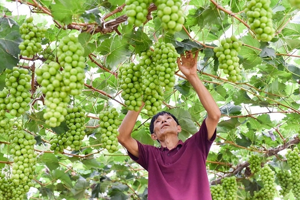 Mang lại lợi nhuận "khủng", nho sữa nhanh chóng được quảng bá và trồng ồ ạt tại nhiều địa phương ở Trung Quốc. Ảnh: Zhumadian Net News