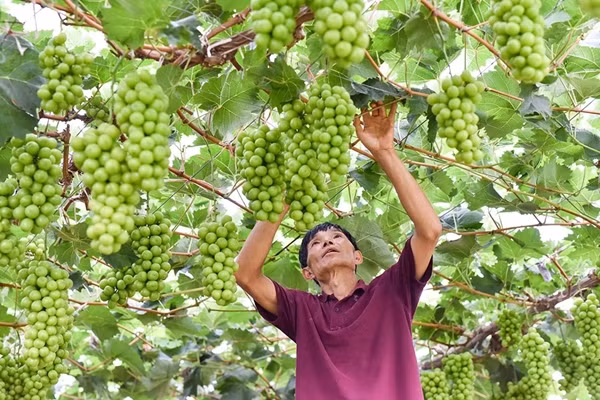 Mang lại lợi nhuận "khủng", nho sữa nhanh chóng được quảng bá và trồng ồ ạt tại nhiều địa phương ở Trung Quốc. Ảnh: Zhumadian Net News