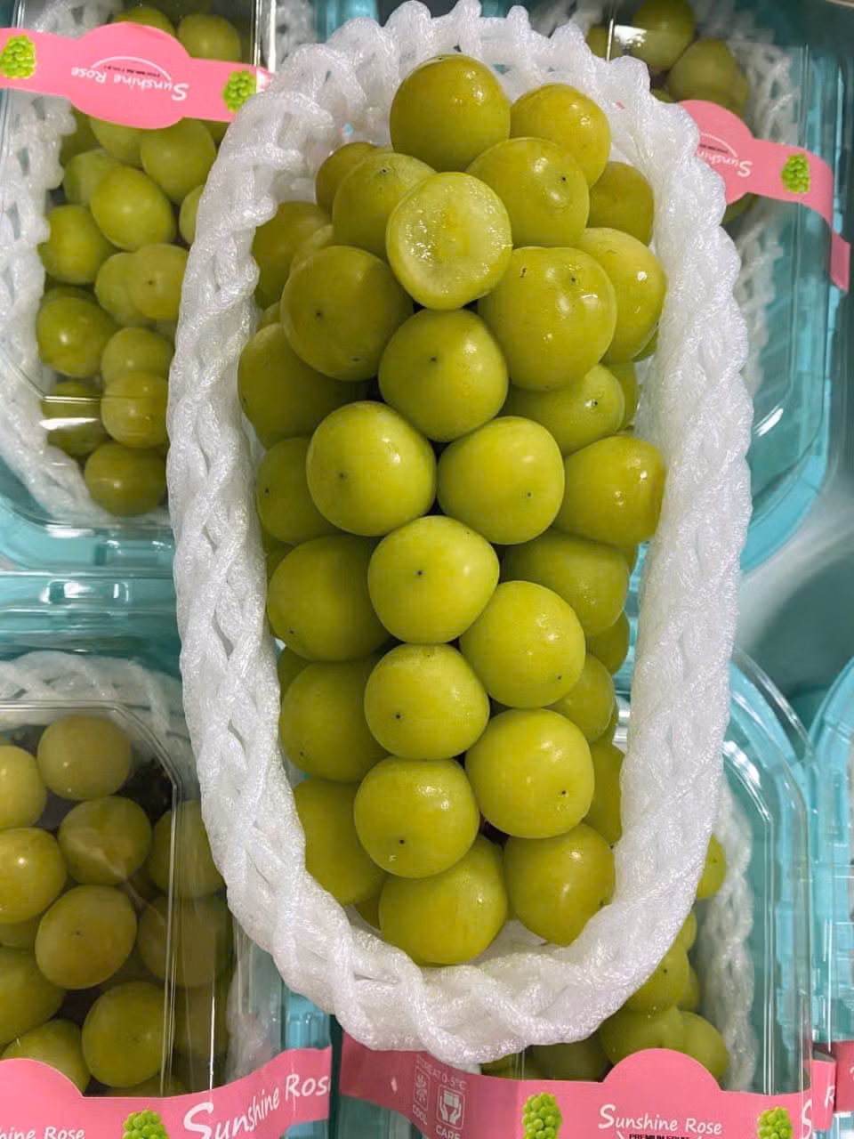 Theo các chuyên gia, việc mở rộng diện tích ồ ạt là nguyên nhân chính khiến giá nho sữa giảm mạnh. Từ một loại quả cao cấp và hiếm có ở Nhật Bản, nho sữa được "sản xuất hàng loạt" tại Trung Quốc và thu hoạch quanh năm. Ảnh: Facebook