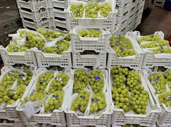 Không phải chính vụ song nho sữa Trung Quốc vẫn được rao bán giá sỉ chỉ từ 12.000 đồng/kg, rẻ hơn mớ rau muống tại chợ. Đây được xem là mức thấp nhất kể từ khi nho sữa nhập vào Việt Nam đến nay. Ảnh: Vietnamnet