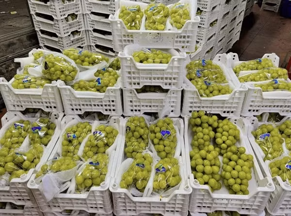 Không phải chính vụ song nho sữa Trung Quốc vẫn được rao bán giá sỉ chỉ từ 12.000 đồng/kg, rẻ hơn mớ rau muống tại chợ. Đây được xem là mức thấp nhất kể từ khi nho sữa nhập vào Việt Nam đến nay. Ảnh: Vietnamnet