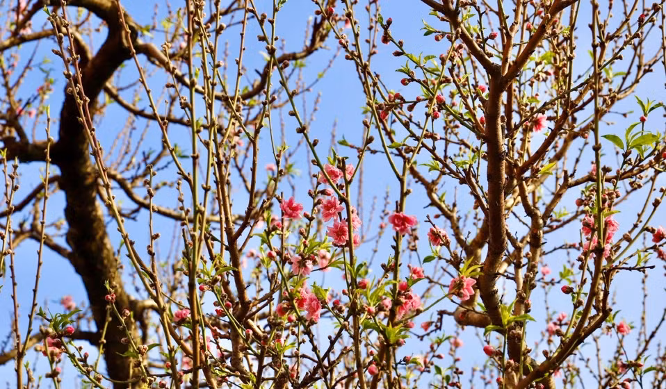 Những gốc đào được dự báo chỉ vài hôm nữa là hoa bắt đầu nở, đến Tết sẽ rộ hoa. Ảnh: Kinhtedothi