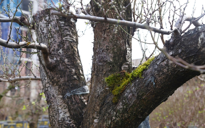 Thân cây xù xì, rêu bám đầy gốc, mang nét đẹp hoang sơ. Ảnh: Tiền phong