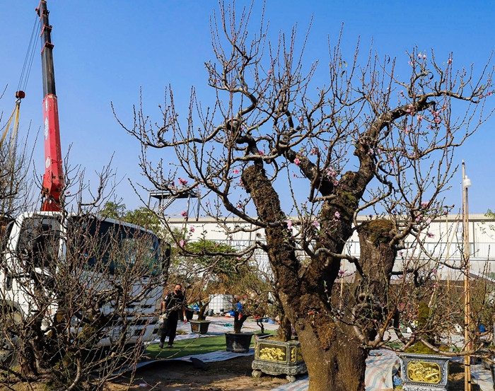 Theo tiết lộ của các tiểu thương, những gốc đào rừng cổ thụ có nguồn gốc từ Sơn La. Ảnh: Người đưa tin