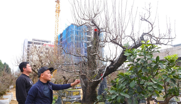 Cận Tết Nguyên đán, trên một số tuyến phố ở thành phố Vinh (Nghệ An), những cây đào cổ thụ cũng được bày bán phục vụ nhu cầu của người dân. Ảnh: Tiền phong