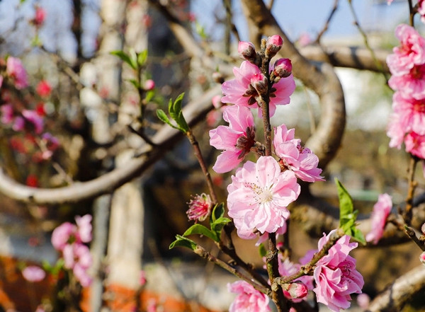Để đánh giá cây đào cổ thụ đẹp, phải dựa vào nhiều yếu tố như tuổi cây, thân cây xù xì, nhiều hoa kép, màu hoa đậm...Ảnh: Báo giao thông