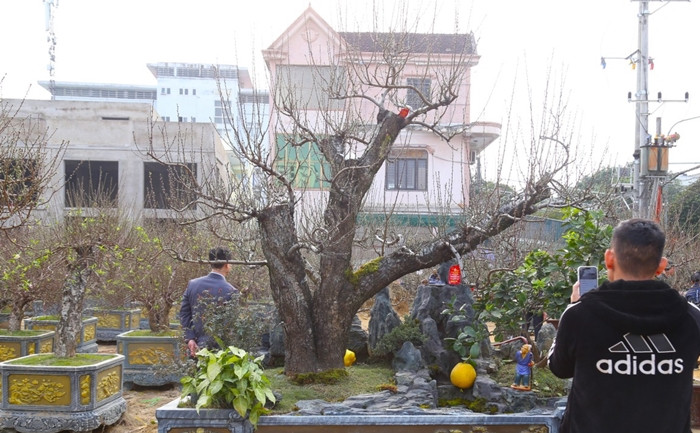 Gốc đào trên trăm tuổi, cao khoảng 3 mét, được bán 300 triệu đồng, khách thuê 150 triệu đồng. Ảnh: Tiền phong