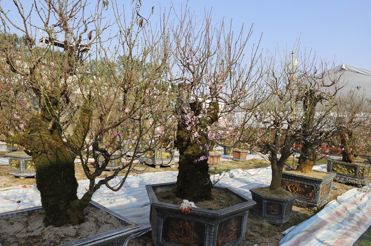 Trên đường Nguyễn Văn Linh, (khu vực quận Long Biên, Hà Nội), hàng trăm cây đào rừng cổ thụ được dân buôn vận chuyển đến. Ảnh: Báo giao thông