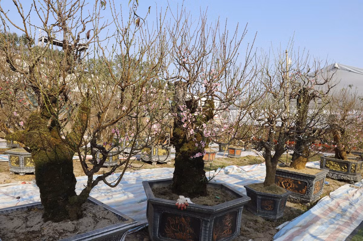 Trên đường Nguyễn Văn Linh, (khu vực quận Long Biên, Hà Nội), hàng trăm cây đào rừng cổ thụ được dân buôn vận chuyển đến. Ảnh: Báo giao thông