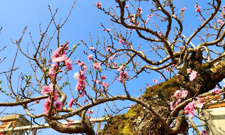 Trên cành xuất hiện nhiều nụ và hoa. Ảnh: Kinhtedothi