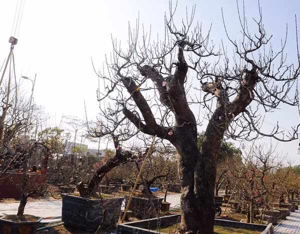 Nhiều cây đào cao khoảng 3-5m, tính cả chậu. Ảnh: Người đưa tin