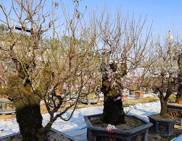 Đào rừng Tây Bắc có giá đắt hơn các loại đào Nhật Tân do chi phí cao khi vận chuyển. Ảnh: Người đưa tin