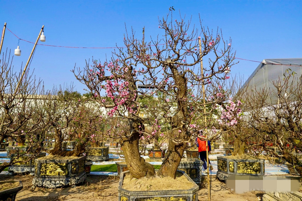 Trung bình những cây đào rừng có tuổi đời từ 30 năm trở lên. Ảnh: Kinhtedothi