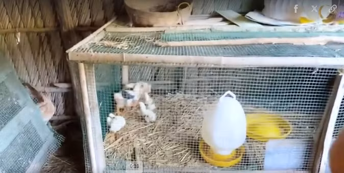 Cây xanh ở trong vườn đều có hệ thống tưới nước tự động. Ảnh: chụp màn hình