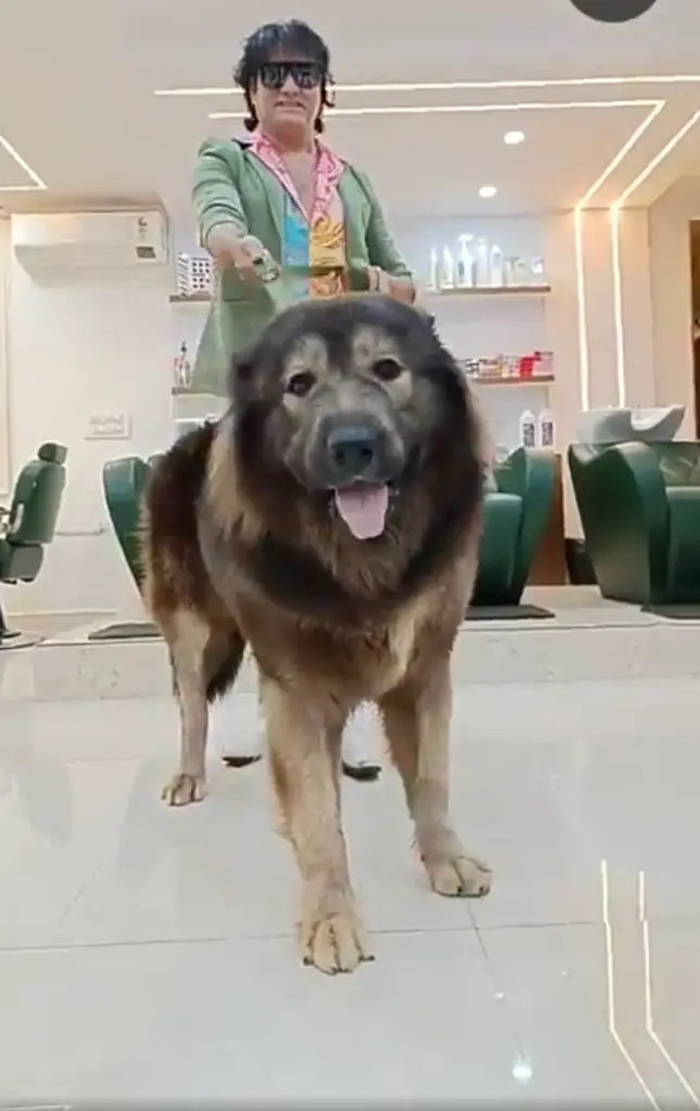 Chú chó có tên Cadabomb Okami, là kết quả lai giữa sói và giống chó chăn cừu Kavkaz (Caucasian Shepherd). Okami là con lai đầu tiên giữa chó sói và chó chăn cừu Kavkaz. Ảnh: Nypost