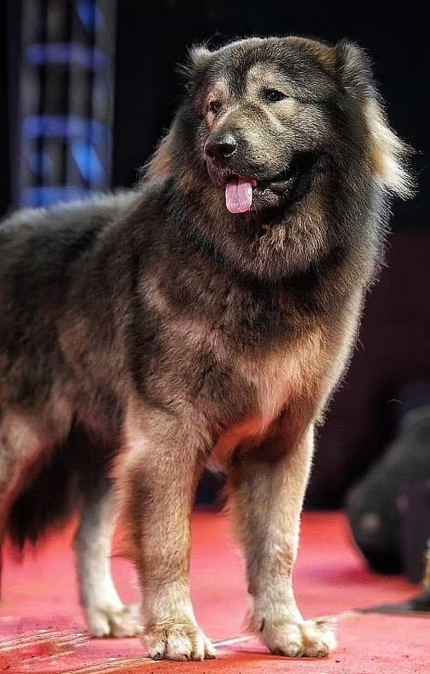 Chú chó đắt nhất thế giới sinh ra ở Mỹ và mới 8 tháng tuổi, nhưng đã nặng hơn 75 kg và cao 76 cm. Ảnh: DM