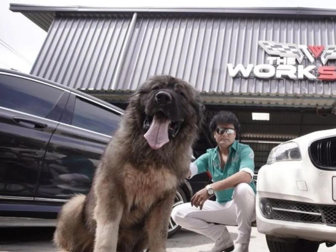 Với sự xuất hiện của Okami, ông Sathis không chỉ khẳng định vị thế của mình trong ngành lai tạo chó mà còn tiếp tục khiến cộng đồng yêu chó tại Ấn Độ "phát sốt" với những giống chó độc đáo và đắt đỏ. Ảnh: Luxury Launches