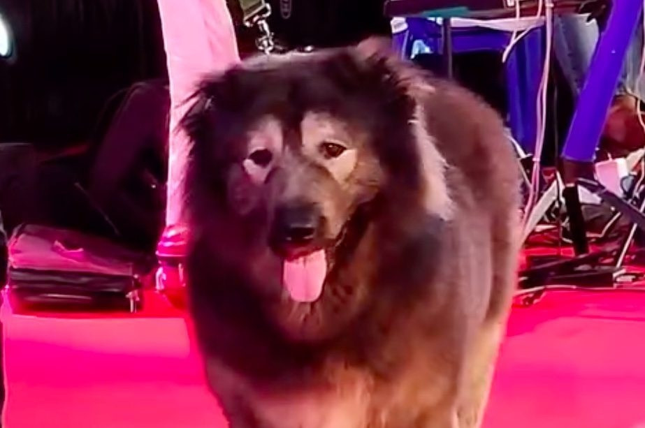 Trước đây, giống chó này chưa từng được bán trên thế giới. Ảnh: Caproasia