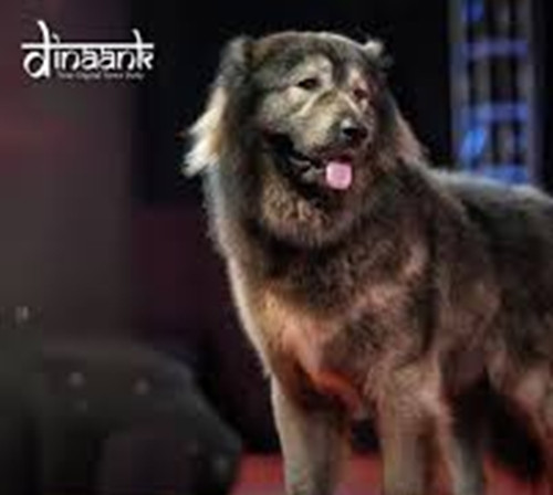 Ông Sathis sở hữu hơn 150 giống chó khác nhau. Chia sẻ về chú chó mới nhất, ông cho biết đây là giống chó cực kỳ hiếm và trông giống hệt một con sói. Ảnh: Instagram