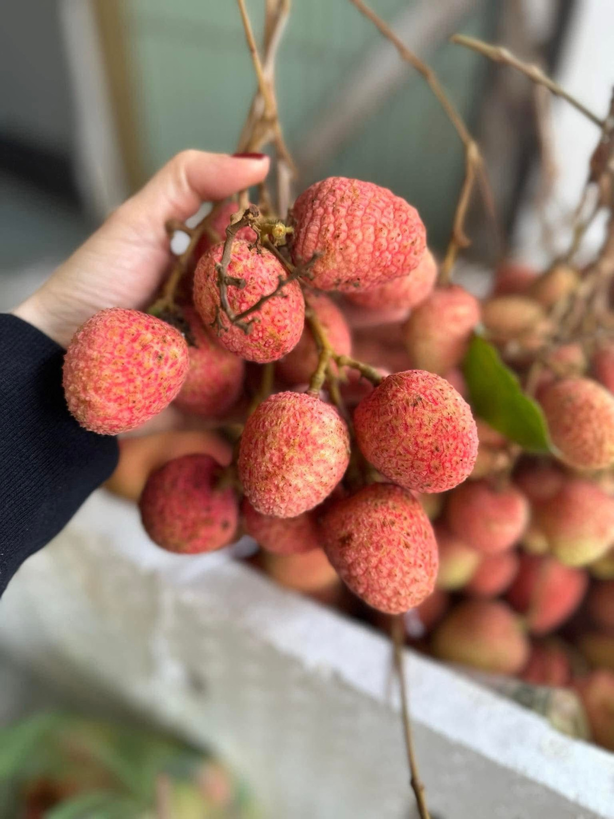 Vai u hong dau mua dat hon sau rieng van “chay hang“-Hinh-6