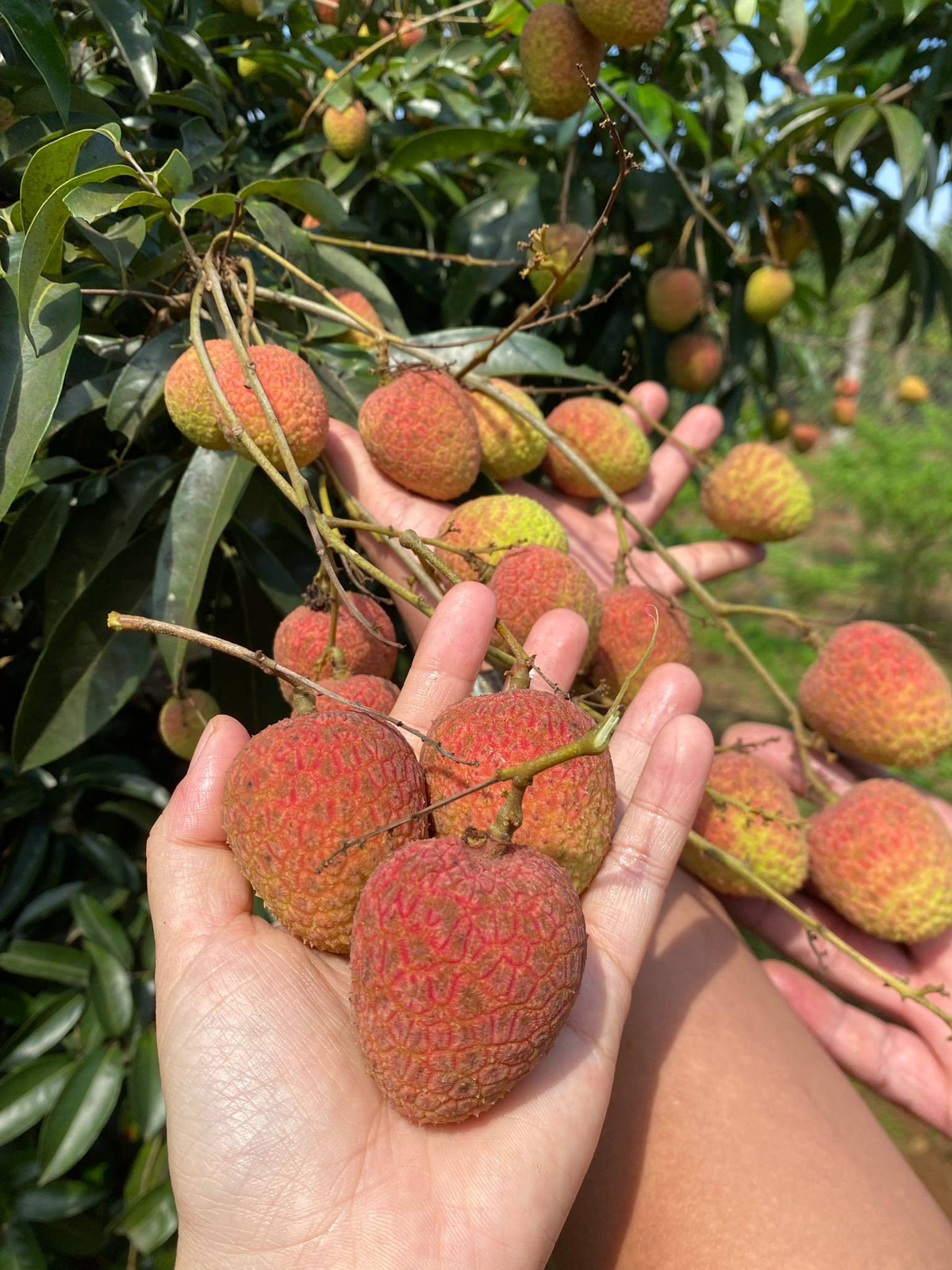 Vai u hong dau mua dat hon sau rieng van “chay hang“-Hinh-2