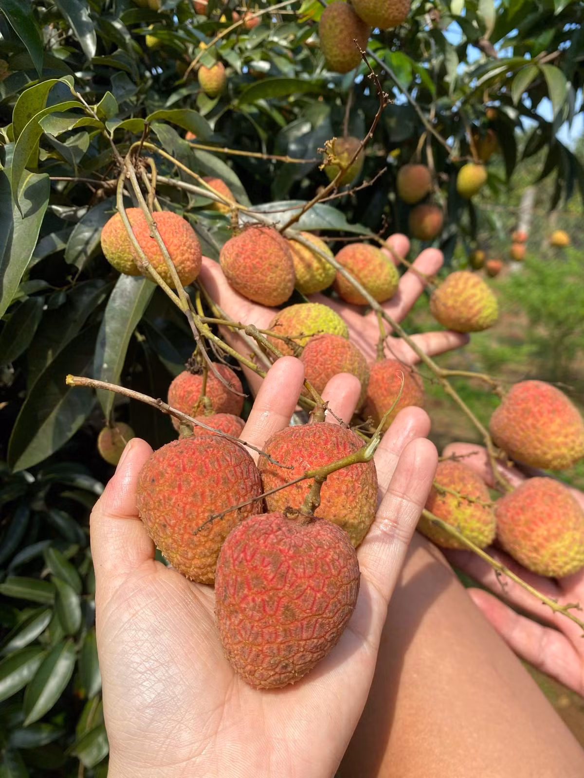 Vai u hong dau mua dat hon sau rieng van “chay hang“-Hinh-2