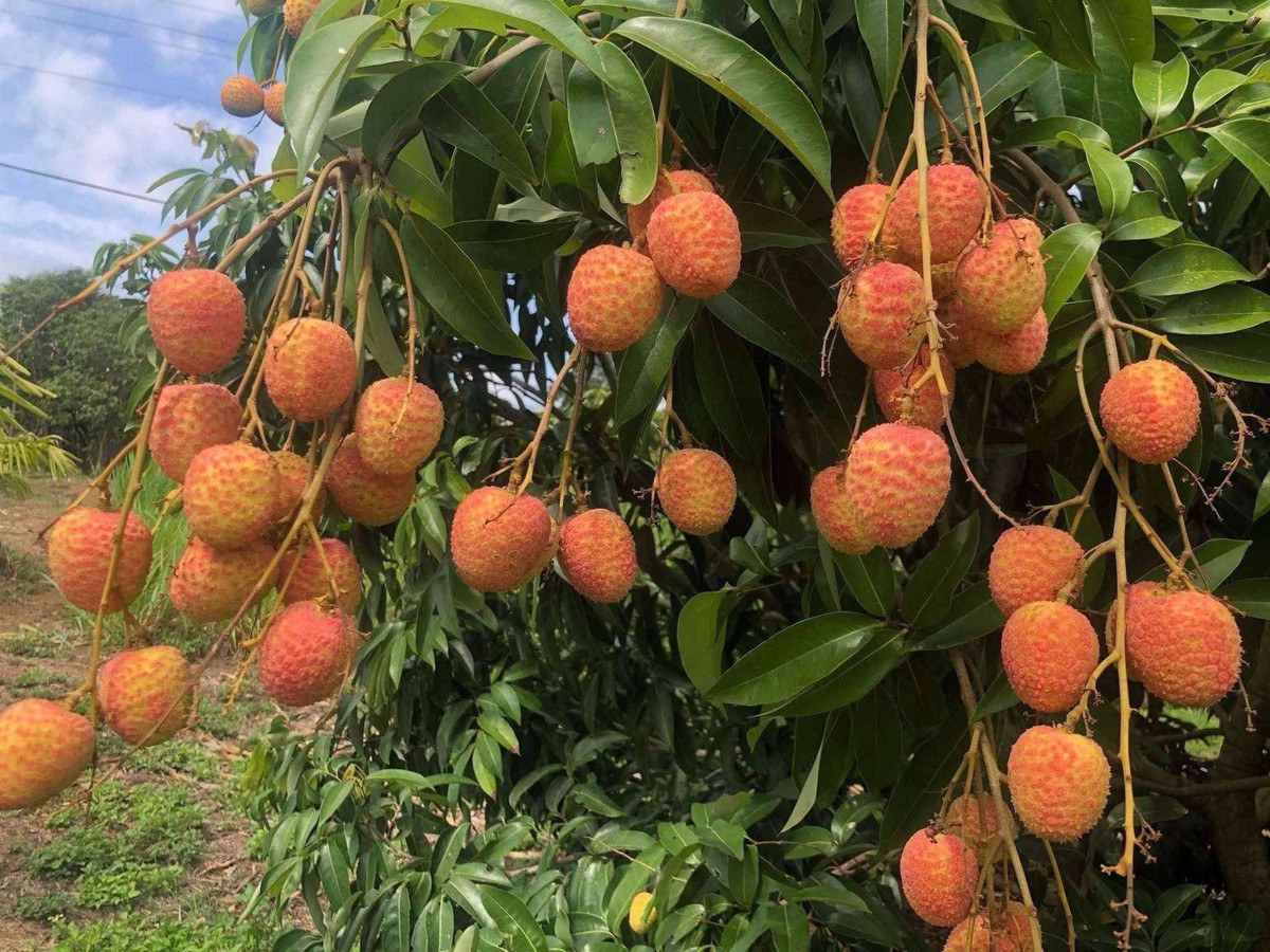 Vai u hong dau mua dat hon sau rieng van “chay hang“-Hinh-5