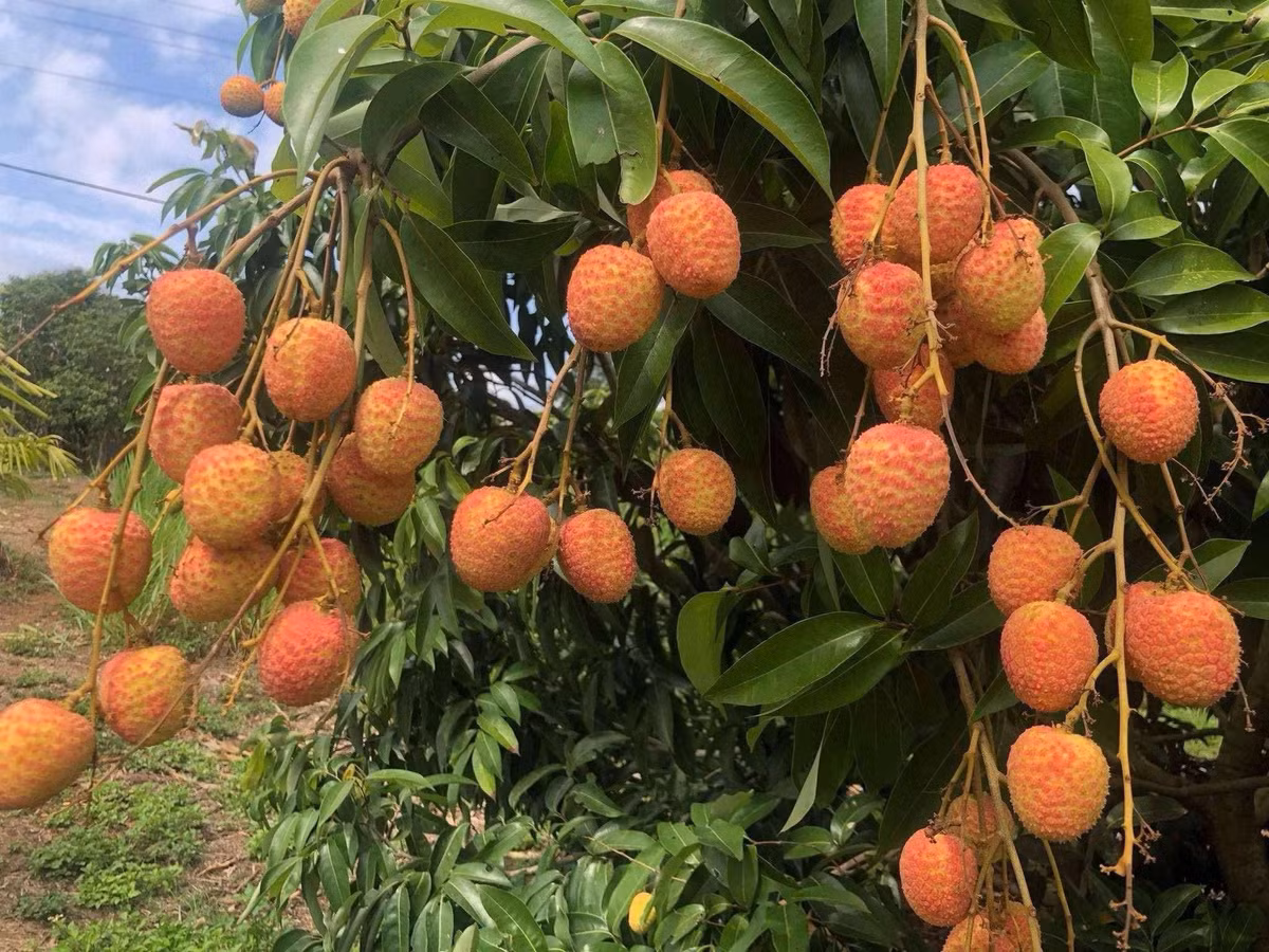 Vai u hong dau mua dat hon sau rieng van “chay hang“-Hinh-5