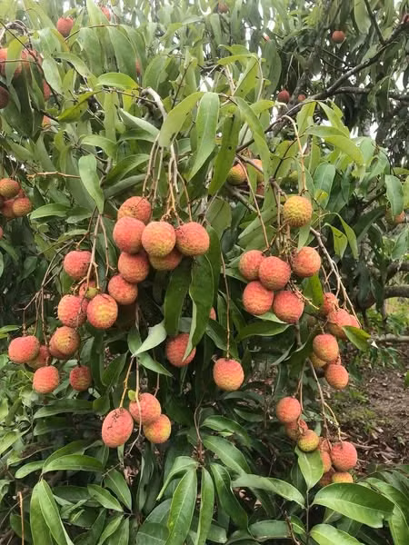 Vai u hong dau mua dat hon sau rieng van “chay hang“-Hinh-3