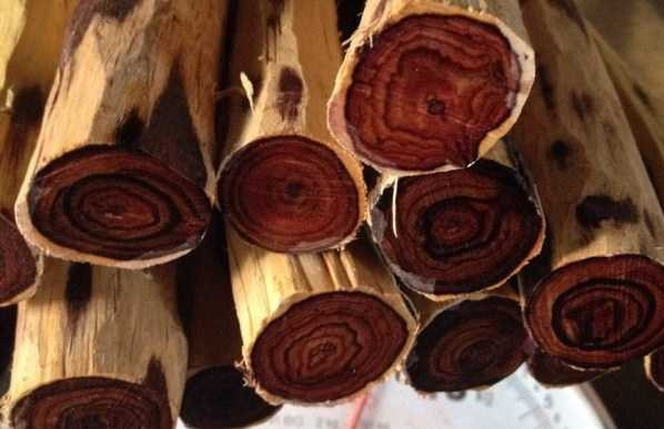  Gỗ trắc đỏ là một trong những loại gỗ quý hiếm và có giá trị cao tại Việt Nam. Ảnh: Internet