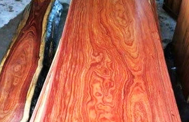 Màu sắc đặc trưng của gỗ trắc đỏ dao động từ đỏ sẫm, đỏ nâu đến nâu tím. Ảnh: Internet