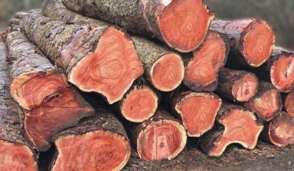 Trên thị trường, giá gỗ trắc dao động từ 100.000 - 800.000 đồng/kg, tùy thời điểm. Đặc biệt, loại có đường kính trên 15cm có thể giá 1,5 triệu đồng/kg. Ảnh: Internet