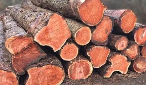 Trên thị trường, giá gỗ trắc dao động từ 100.000 - 800.000 đồng/kg, tùy thời điểm. Đặc biệt, loại có đường kính trên 15cm có thể giá 1,5 triệu đồng/kg. Ảnh: Internet