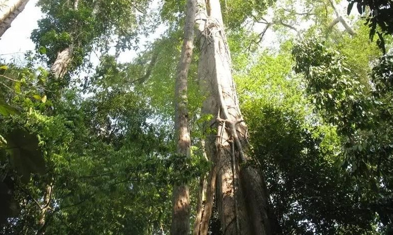 Tuy nhiên, trắc có trên thị trường Việt Nam hiện nay chủ yếu nhập khẩu từ Lào, Thái Lan. Ảnh: CaygiongDongNai