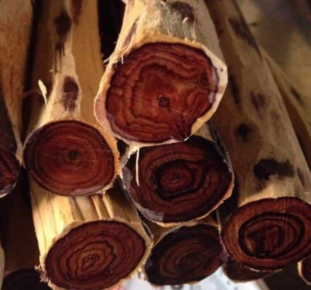 Thớ gỗ trắc đỏ rắn chắc, nặng không bị mối mọt, cong vênh, và độ bền cao. Ảnh: Internet